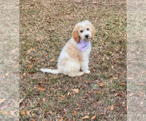 Full screen Photo #9 Goldendoodle Puppy For Sale in CHESNEE, SC, USA
