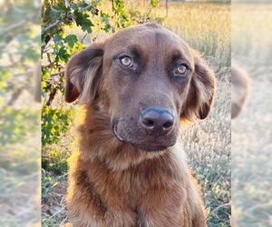 June Carter - Female Golden Shepherd Dog for Adoption - Photo #30