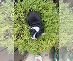 Small #4 Boston Terrier