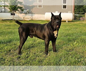 Father of the Cane Corso puppies born on 05/26/2026