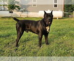 Small Photo #1 Cane Corso Puppy For Sale in CLARKRANGE, TN, USA