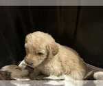 Puppy Ginger Goldendoodle