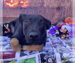 Small #4 Mutt