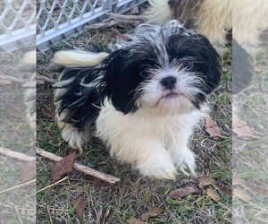 Medium Shih Tzu