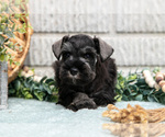 Small #2 Schnauzer (Miniature)