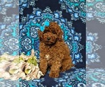 Small Photo #2 Goldendoodle (Miniature) Puppy For Sale in COCHRANVILLE, PA, USA