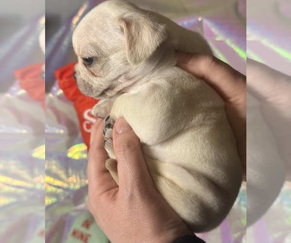 Medium Photo #6 Pug Puppy For Sale in MOUNT WASHINGTON, KY, USA