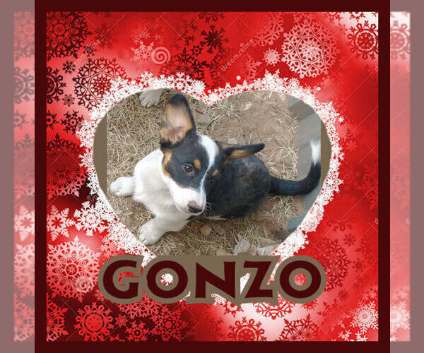 Medium Photo #14 Cowboy Corgi Puppy For Sale in GALLEGOS, NM, USA