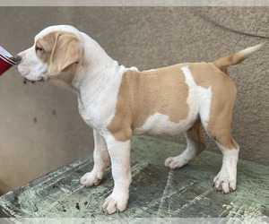 American Bully Puppy for sale in BIGGS, CA, USA