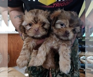 Shorkie Tzu Puppy for sale in BROOKSVILLE, FL, USA