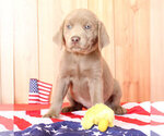 Small Photo #4 Labrador Retriever Puppy For Sale in MARSHFIELD, MO, USA