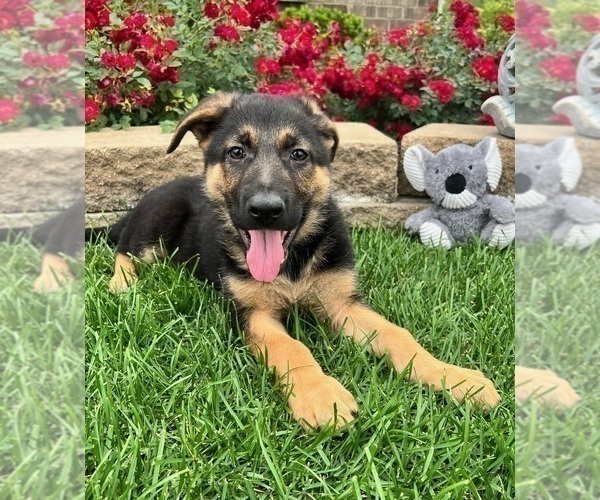 Medium Photo #1 German Shepherd Dog Puppy For Sale in INDIANAPOLIS, IN, USA