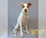 Small #1 Mutt