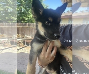 German Shepherd Dog-Siberian Husky Mix Puppy for sale in FRESNO, CA, USA