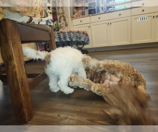 Medium Photo #3 Golden Cavadoodle Puppy For Sale in SAN TAN VALLEY, AZ, USA