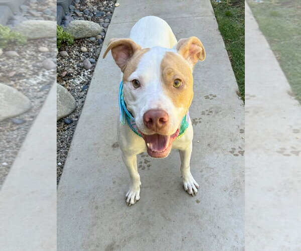 Medium Photo #2 American Pit Bull Terrier-Unknown Mix Puppy For Sale in Redlands, CA, USA