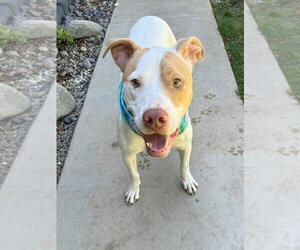 Kirby - Male American Pit Bull Terrier-Unknown Mix Dog for Adoption - Photo #2