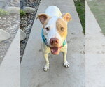 Small Photo #2 American Pit Bull Terrier-Unknown Mix Puppy For Sale in Redlands, CA, USA
