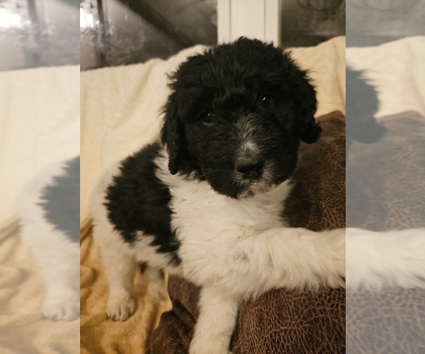 Medium Photo #1 Newfypoo Puppy For Sale in SUMMERSVILLE, MO, USA