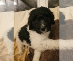 Small Photo #1 Newfypoo Puppy For Sale in SUMMERSVILLE, MO, USA