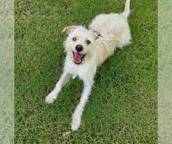 Medium Photo #1 Mutt Puppy For Sale in Spring Lake, NC, USA