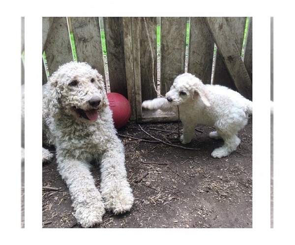 Medium Photo #1 Goldendoodle-Poodle (Standard) Mix Puppy For Sale in ALFORD, MA, USA