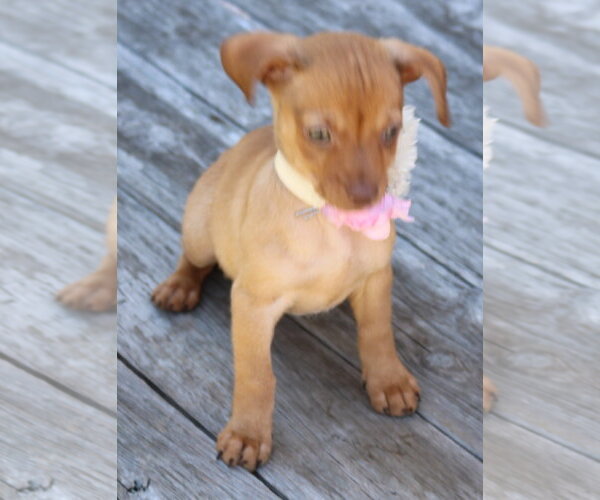 Medium Photo #4 Chug Puppy For Sale in Bandera, TX, USA