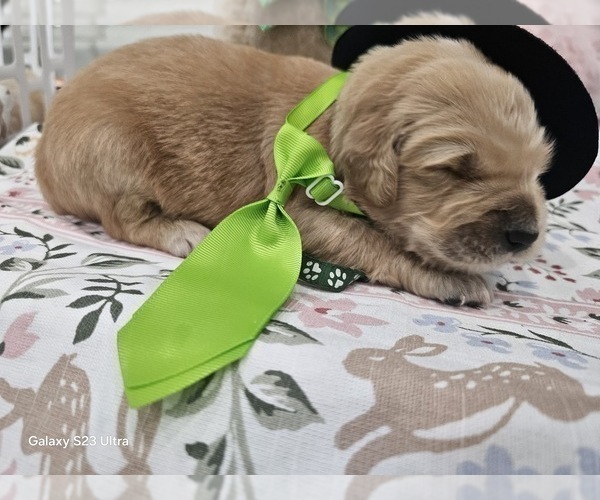 Medium Photo #29 Golden Retriever Puppy For Sale in ORLANDO, FL, USA