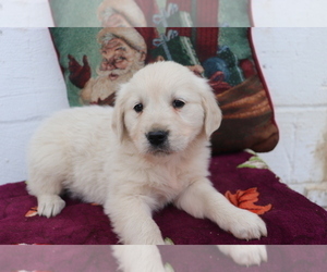 English Cream Golden Retriever Puppy for sale in SHILOH, OH, USA