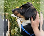 Small #10 Mutt