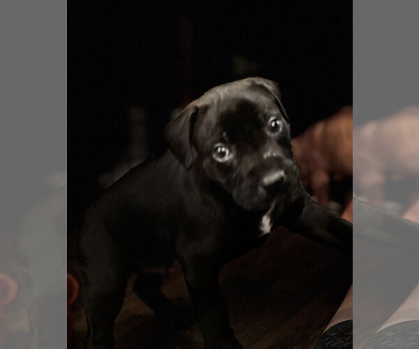 Medium Photo #4 Labrador Retriever-Unknown Mix Puppy For Sale in Houston, TX, USA