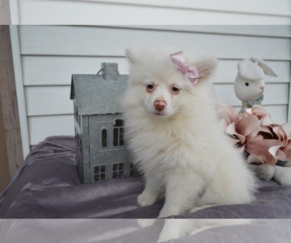 Medium Photo #2 Pomeranian Puppy For Sale in HONEY BROOK, PA, USA