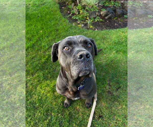 Medium Photo #1 Mutt Puppy For Sale in McMinnville, OR, USA