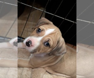 Mutt Dogs for adoption in Holly Springs, NC, USA