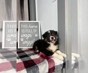 Miniature Australian Shepherd Puppy for sale in FRANKLIN, IN, USA