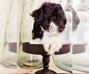 Schnoodle (Miniature) Puppy for Sale in HAZLETON, Iowa USA