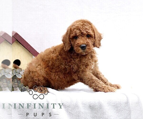 Medium Photo #4 Goldendoodle (Miniature) Puppy For Sale in EPHRATA, PA, USA