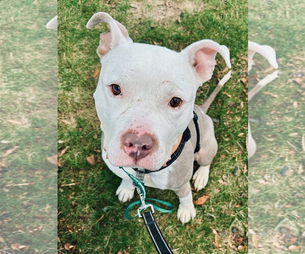 Medium Photo #6 Mutt Puppy For Sale in Alexandria, VA, USA