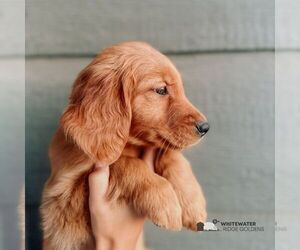 Golden Retriever Puppy for sale in WICHITA, KS, USA