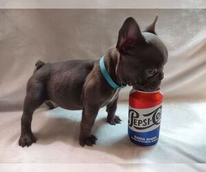 French Bulldog Puppy for Sale in PORT CHARLOTTE, Florida USA