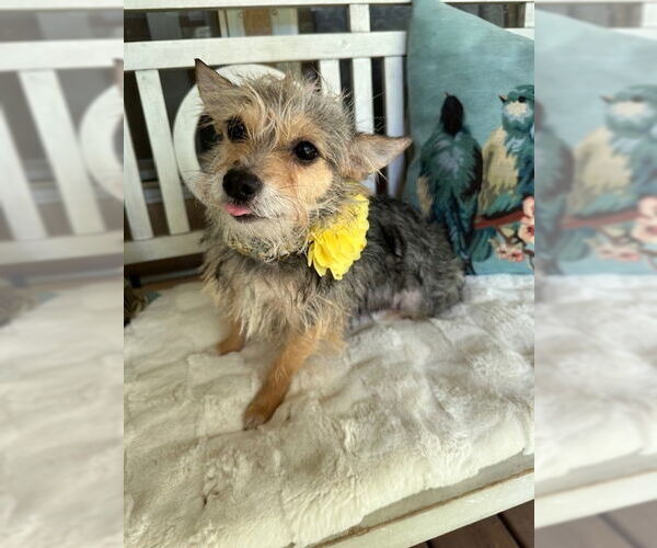 Medium Photo #1 Mutt Puppy For Sale in Oak Bluffs, MA, USA