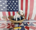 Small Photo #34 Dalmatian Puppy For Sale in VASSALBORO, ME, USA