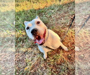 Vally - Female American Pit Bull Terrier-Unknown Mix Dog for Adoption - Photo #8
