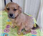 Small Photo #3 ShiChi Puppy For Sale in Mountain View, MO, USA