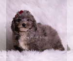 Small #3 Goldendoodle (Miniature)