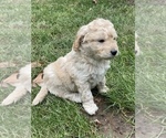 Small Photo #20 Aussiedoodle Miniature  Puppy For Sale in COMMERCE, MI, USA
