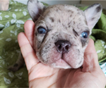 Small Photo #22 French Bulldog Puppy For Sale in ADRIAN, MI, USA