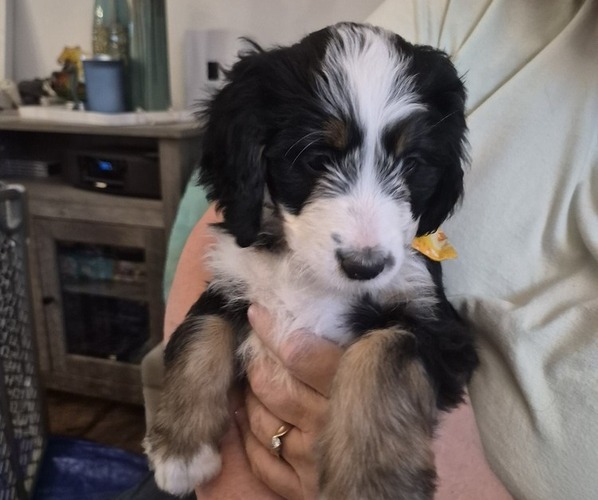 Medium Photo #1 Bernedoodle Puppy For Sale in REDMOND, OR, USA