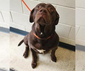 Labrador Retriever-Unknown Mix Dogs for adoption in Anchorage, AK, USA