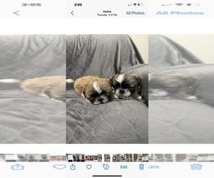 Shih Tzu Puppy for sale in MODESTO, CA, USA